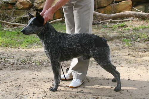 Порода собак - Австралийская короткохвостая пастушья собака (Australian Stumpy Tail Cattle Dog)