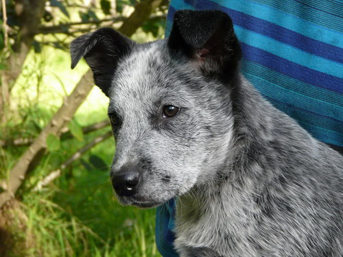 Порода собак - Австралийская короткохвостая пастушья собака (Australian Stumpy Tail Cattle Dog) - щенок