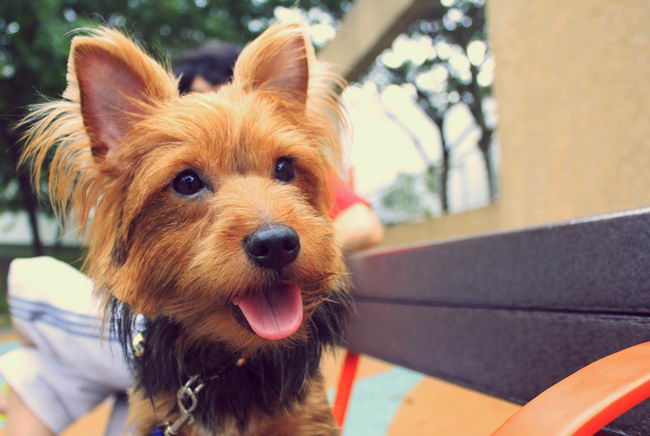 Австралийский терьер (Australian Terrier)