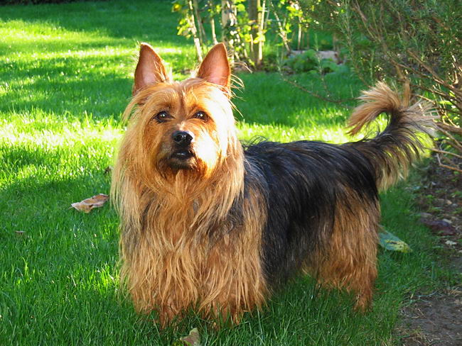 Австралийский терьер (Australian Terrier)