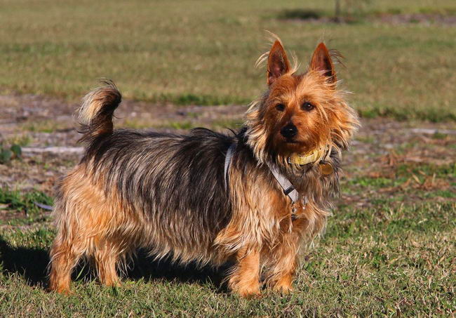 Австралийский терьер (Australian Terrier)