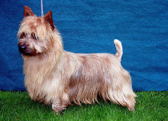 Австралийский терьер (Australian Terrier)