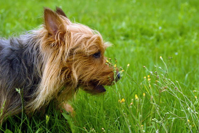 Австралийский терьер (Australian Terrier)