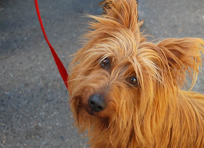 Австралийский терьер (Australian Terrier)