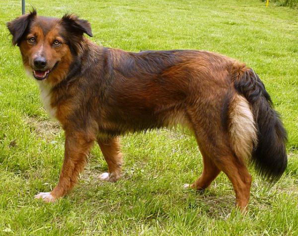 Австрийский короткошерстный пинчер (Austrian Shorthaired Pinscher)