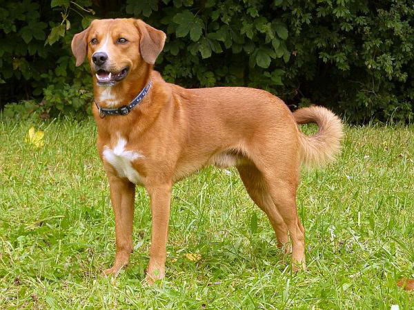 Австрийский короткошерстный пинчер (Austrian Shorthaired Pinscher)