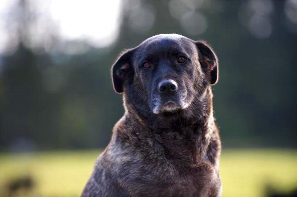 Азорская пастушья собака (Azores Cattle Dog)