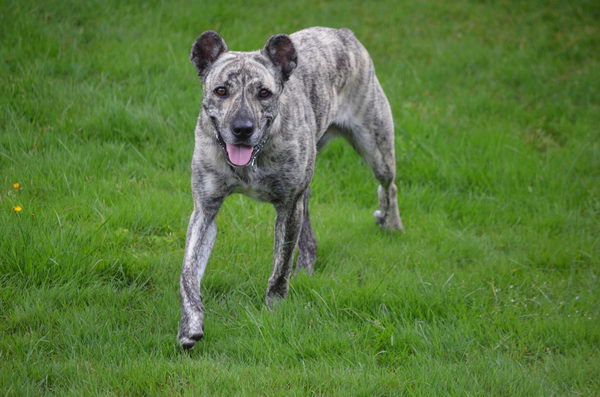 Азорская пастушья собака (Azores Cattle Dog)