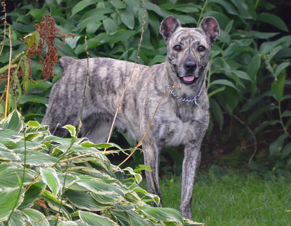 Азорская пастушья собака (Azores Cattle Dog)