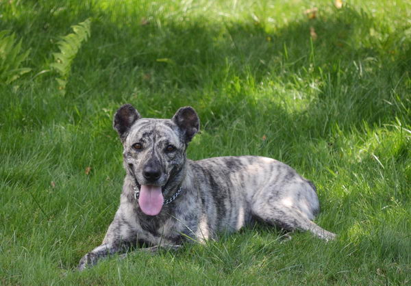 Азорская пастушья собака (Azores Cattle Dog)