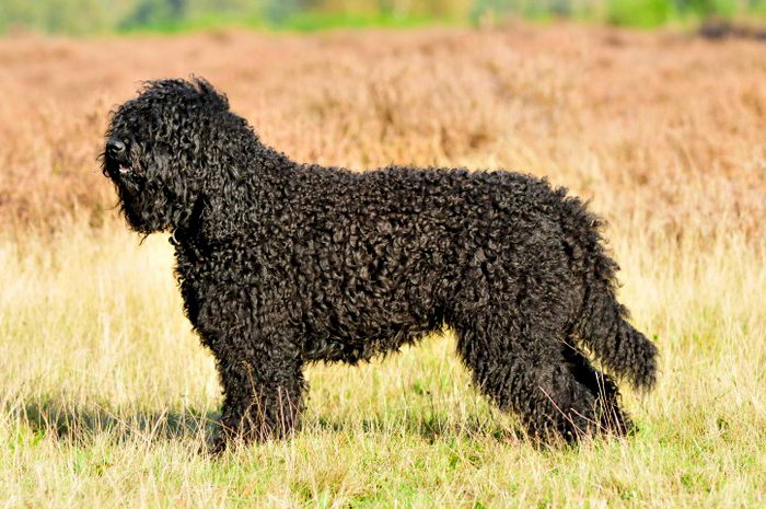 Барбет (Barbet, French Water Dog)