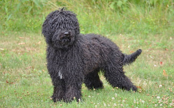 Барбет (Barbet, French Water Dog)