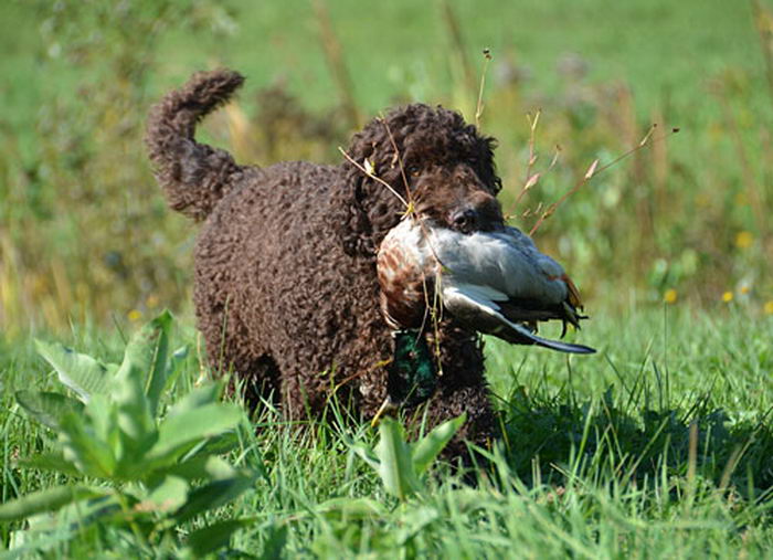 Барбет (Barbet, French Water Dog)