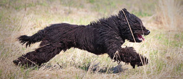 Барбет (Barbet, French Water Dog)