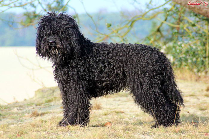 Барбет (Barbet, French Water Dog)