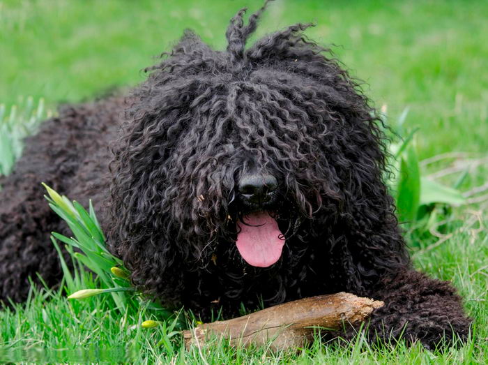 Барбет (Barbet, French Water Dog)