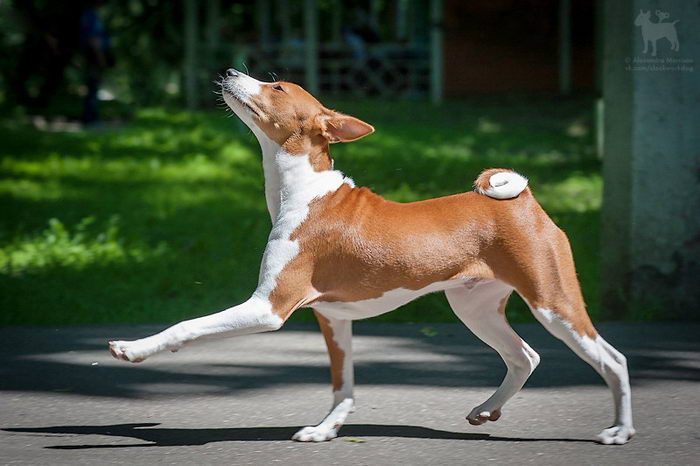 Басенджи (Basenji)