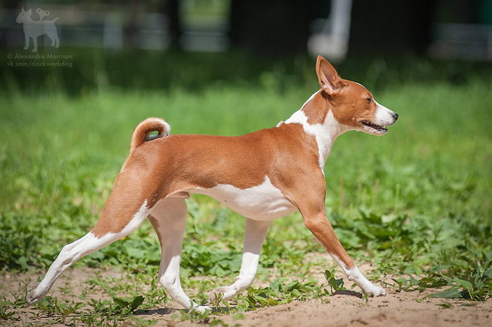 Басенджи (Basenji)