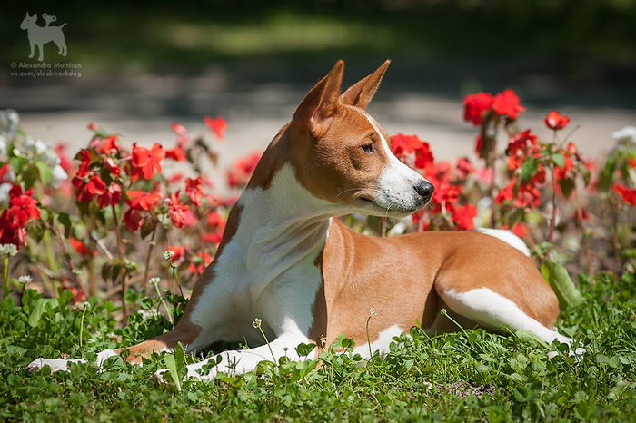 Басенджи (Basenji)