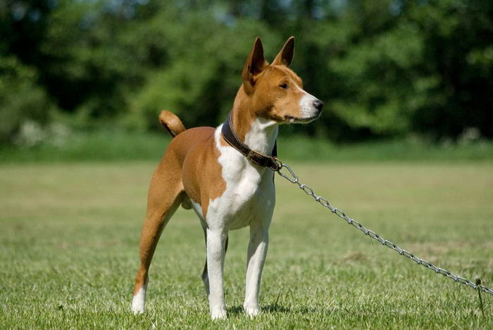 Басенджи (Basenji)