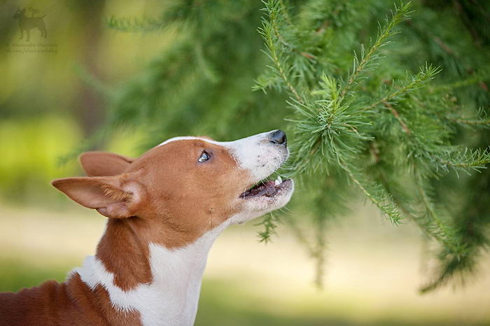 Басенджи (Basenji)