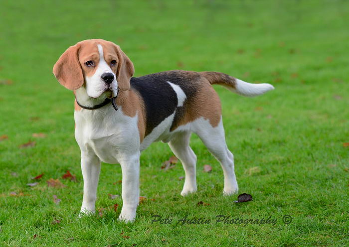 Бигль (Beagle)