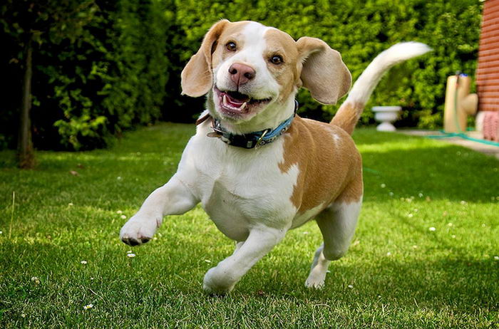 Бигль (Beagle)