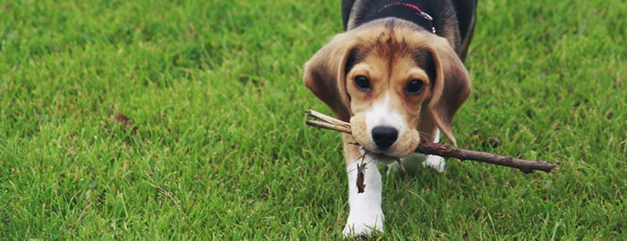 Бигль (Beagle)