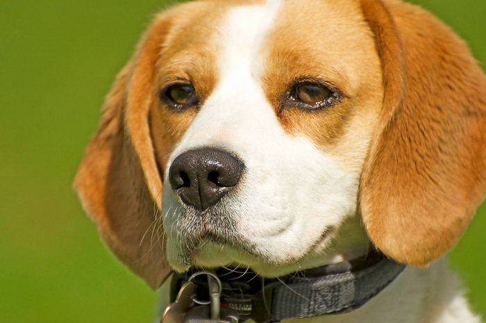 Бигль (Beagle)