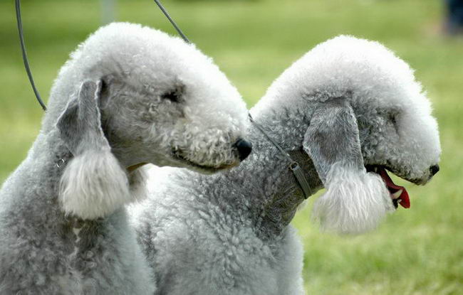 Бедлингтон-терьер (Bedlington Terrier)