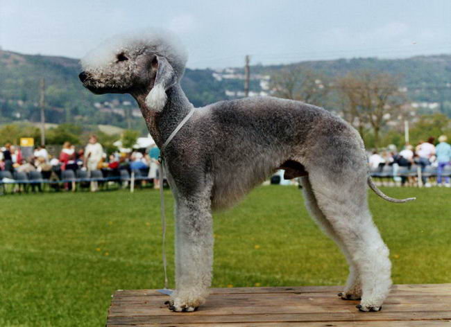 Бедлингтон-терьер (Bedlington Terrier)