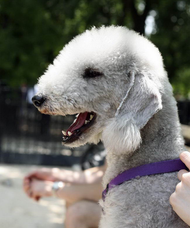 Бедлингтон-терьер (Bedlington Terrier)