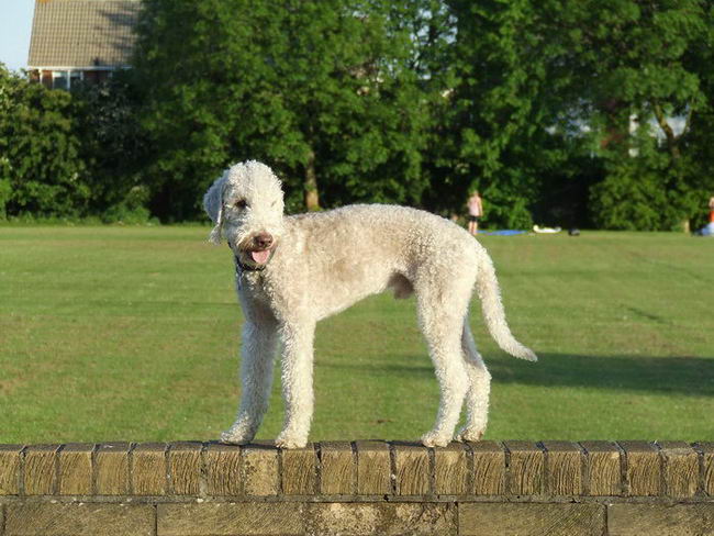 Бедлингтон-терьер (Bedlington Terrier)