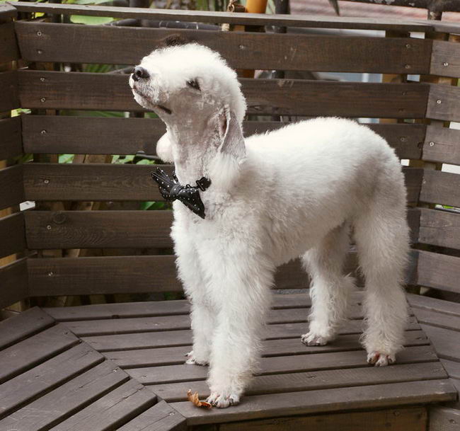 Бедлингтон-терьер (Bedlington Terrier)