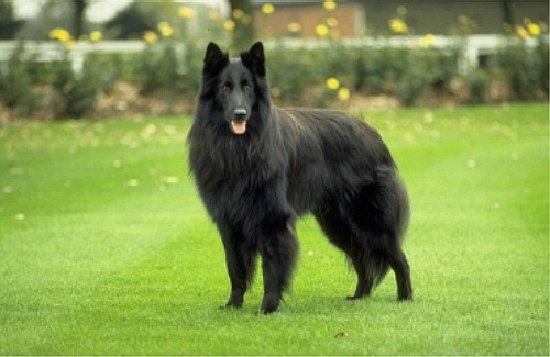 Бельгийская овчарка (Belgian Shepherd) - Groenendael