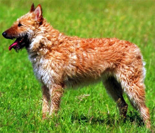 Бельгийская овчарка (Belgian Shepherd) - Laekenois