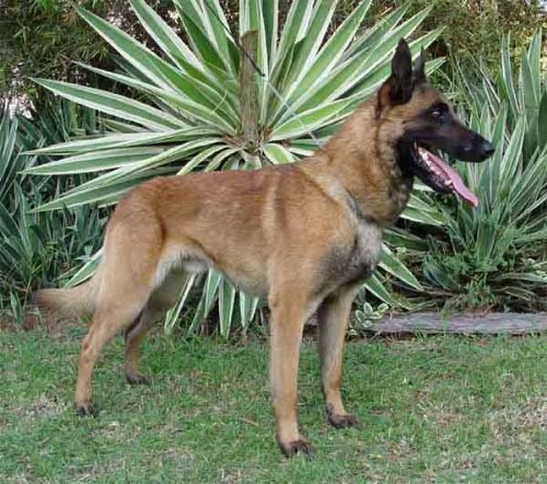 Бельгийская овчарка (Belgian Shepherd) - Malinois