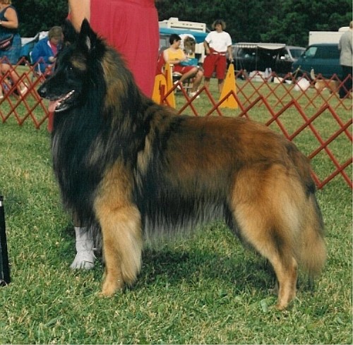 Бельгийская овчарка (Belgian Shepherd) - Tervuren