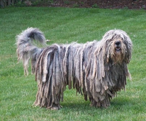 Бергамская овчарка (Bergamasco Sheepdog)