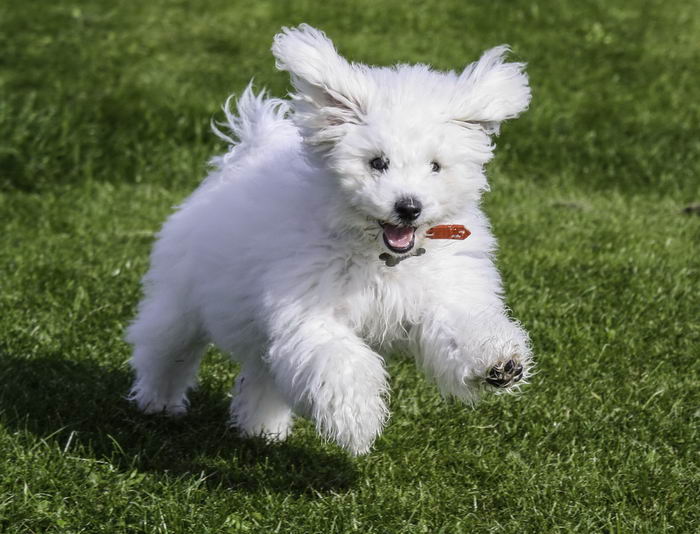 Бишон фризе (Bichon à poil frisé, Bichon Frise)