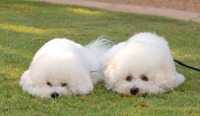 Бишон фризе (Bichon à poil frisé, Bichon Frise)