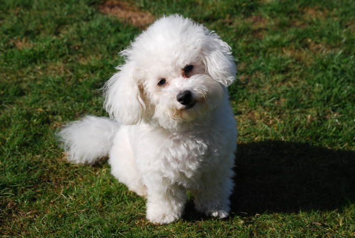 Бишон фризе (Bichon à poil frisé, Bichon Frise)