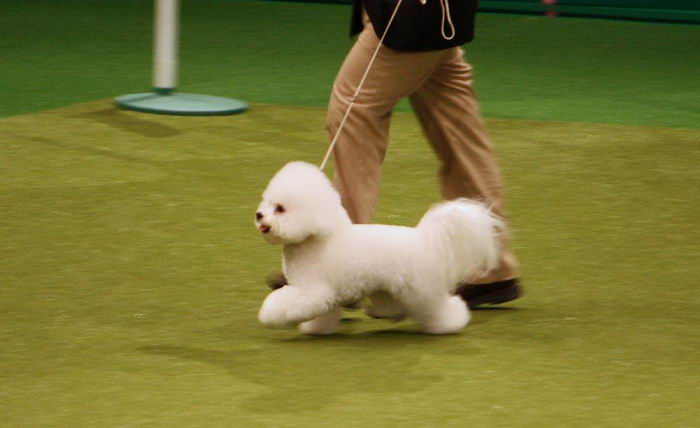 Бишон фризе (Bichon à poil frisé, Bichon Frise)