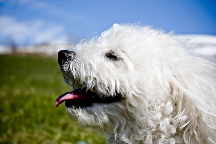 Бишон фризе (Bichon à poil frisé, Bichon Frise)