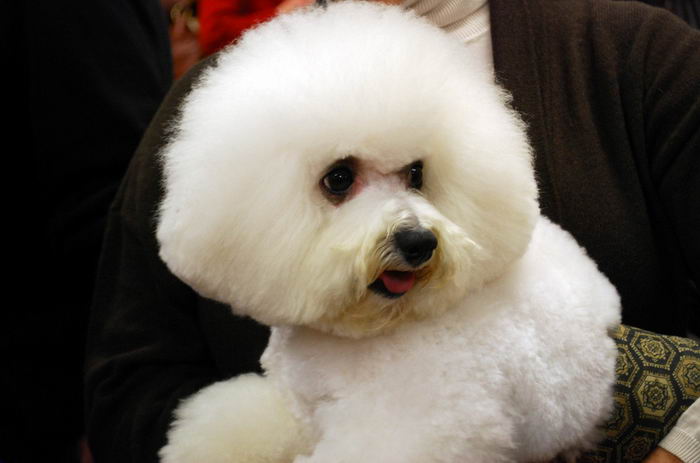 Бишон фризе (Bichon à poil frisé, Bichon Frise)