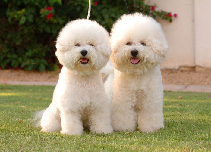 Бишон фризе (Bichon à poil frisé, Bichon Frise)