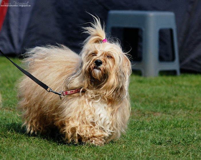 Гаванский бишон (Bichon Havanais)