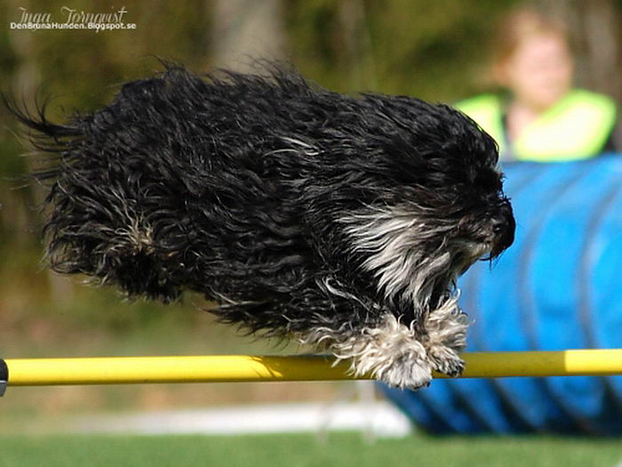 Гаванский бишон (Bichon Havanais)