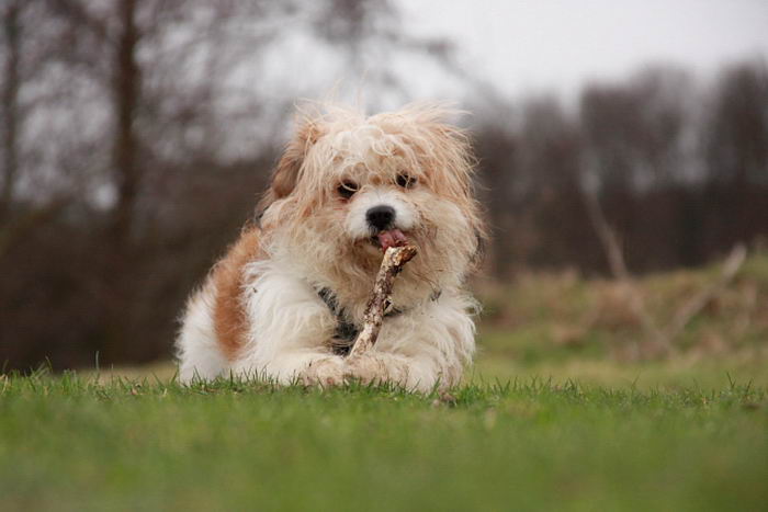 Гаванский бишон (Bichon Havanais)