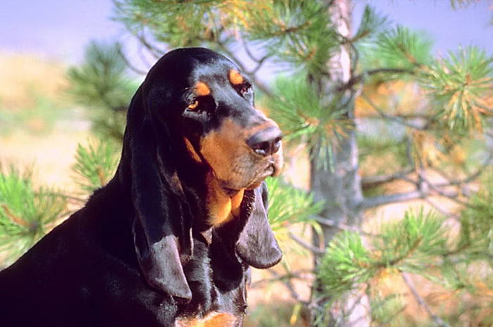 Чёрноподпалый кунхунд (Black and Tan Coonhound)